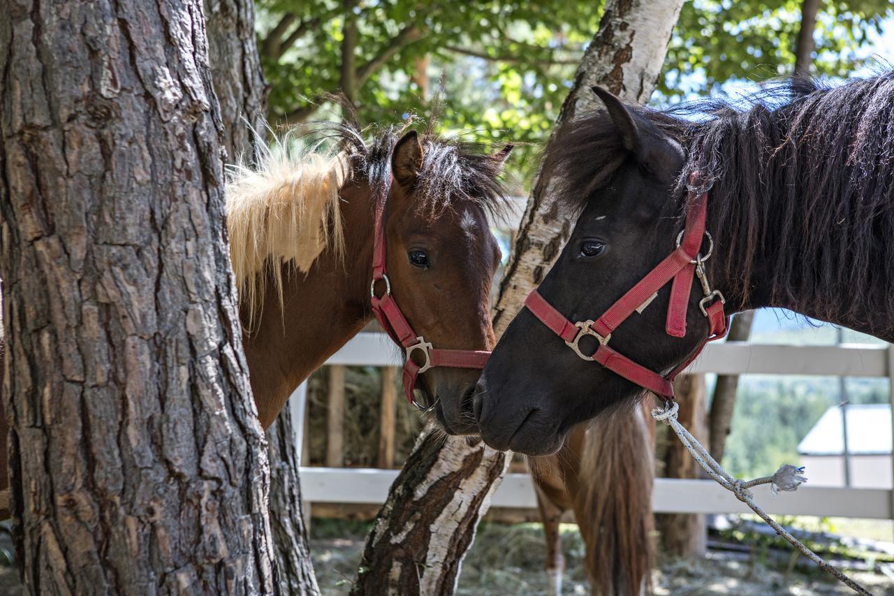 Tarcin Forest Resort And Spa Mgallery By Sofitel Exterior photo Ponies at the zoo